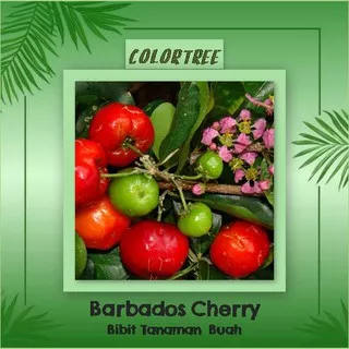 Bibit Tanaman Buah Barbados Cherry 40cm
