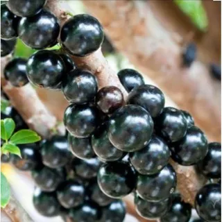 bibit anggur pohon preco // jaboticaba preco // anggur brazil murah bisa tabulampot  super unggul