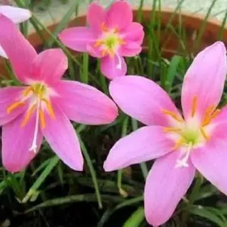 Tanaman Hias Lili Hujan Pink/ Putih - Tanaman Kucai Bunga Lily
