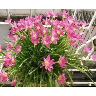 tanaman hias jamerantus pink/ atau kucai bunga pink/tanaman hidup/tanaman indoor-tanaman outdoor