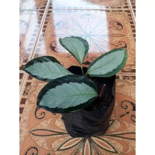 Dark star calathea, Beli 2 gratis 1