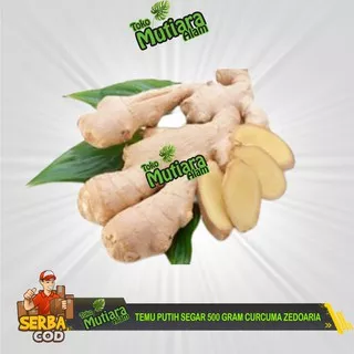 TEMU PUTIH SEGAR 500 GRAM CURCUMA ZEDOARIA FRESH KUNYIT KUNIR PUTIH MUTIARA ALAM