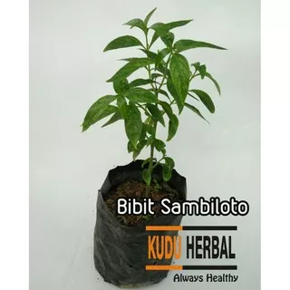 jual tanaman herbal sambiloto/Tanaman herbal/bibit tanaman sambiloto/tanaman hias hidup