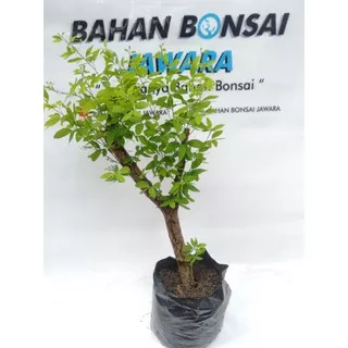 BONSAI ASEM LONDO / BIBIT & STEK HIDUP