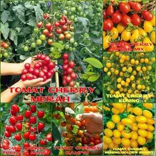 Benih Tomat Cherry Merah Manis Tomat Cherry Tropical Ruby Tomat Cherry Rampai Tomat Cherry Kuning