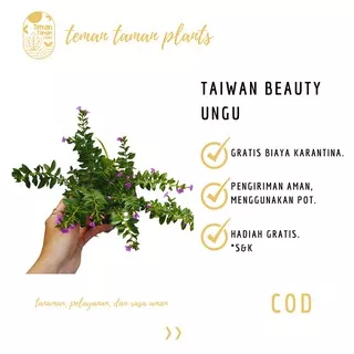 Tanaman Hias | Bunga Taiwan Beauty Ungu | Bunga Hidup