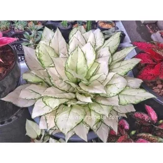 tanaman hias aglonema snow white-aglaonema Putih-Tanaman Hidup-Bunga Hidup Hiasan Rumah Taman Indoor