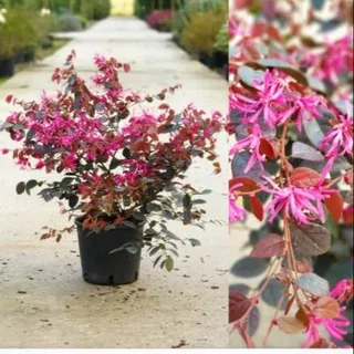 tanaman bonsai serut merah loropetalum-tanaman hias-bibit tanaman