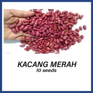 Benih Kacang Merah Kacang Snerek