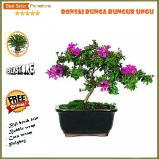 biji benih  Bonsai bunga Bungur Ungu promo /30 biji