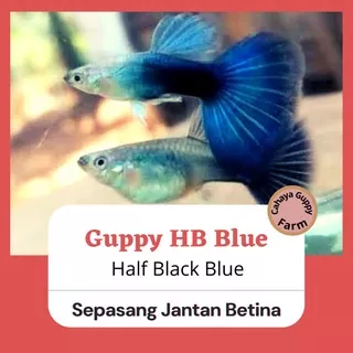 ikan hias guppy HB Blue Sepasang/ ikan hias aquarium / ikan hias aquascape / indukan