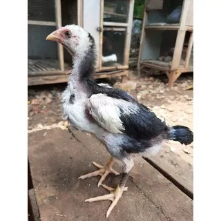 Anak Ayam Bangkok usia 1,5 bulan- 2,5 bulan