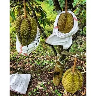 bibit buah durian montong Super Bibit Pohon Durian Monthong/Durian Montong [Bibit Berkualitas Unggul]