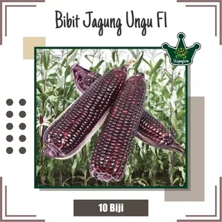 Benih Jagung Ungu F1 Pulut Jantan - Bibit Sayur