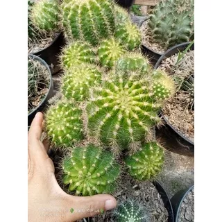 Kaktus echinopsis super jumbo/kaktus sanggul kuning/kaktus ownroot/kaktus murah/kaktus pasaman