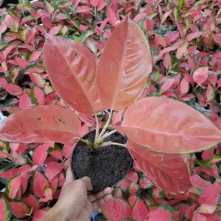 AGLONEMA KOCHIN TEMBAGA MERAH AGLAONEMA KOCHIN RED TEMBAGA HIAS MURAH MERIAH