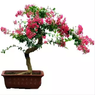 30 biji benih bungur jepang pink bonsay