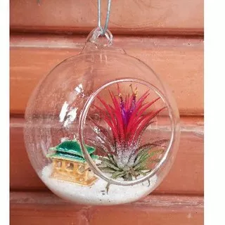 Tillandsia Ionantha Fuego dengan vas kaca dan ornamen rumah tanaman airplant