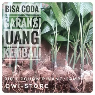 Bibit Pinang Bibit Pohon Pinang Bibit Jambe