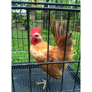 ayam hias/ayam kate jantan dan betina usia pra dewasa