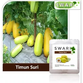 Benih Swari: 15 Butir | Benih Timun Suri | Benih Buah Timun Suri