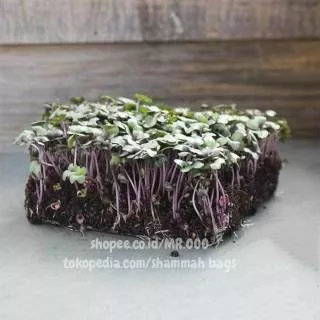 Microgreens Cabbage - Mammoth Red Rock - 5 Gram (+/- 900 benih) - Repack Benih USA