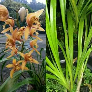 Anggrek cymbidium chens ruby (belum bunga)