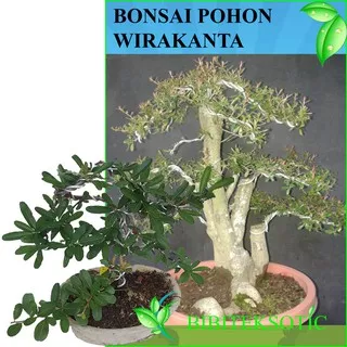 Tanaman Bonsai Pohon  Wirakanta