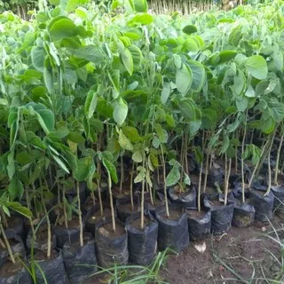 Jual 10 Bibit Pohon Trembesi Albasia Saman Bibit Unggul