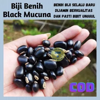 [500gram) ] Biji Benih Black Mucuna / Mucuna Pruriens / Kara Benguk Hitam /Cover Crops