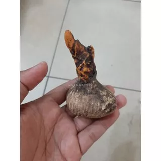 batu posil gembos kelapa top