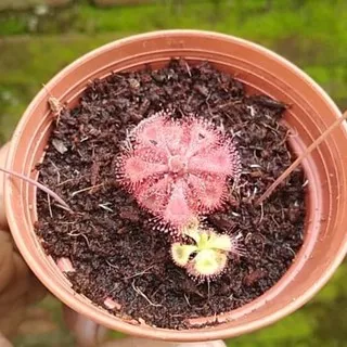 Drosera burmanii humpty doo