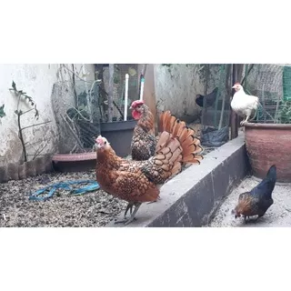 AYAM HIAS/AYAM WALIK/AYAM ISTIMEWA/AYAM UNIK.AyamBatik