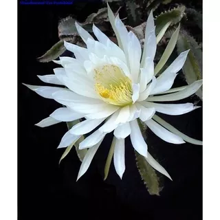 Tanaman wijaya kusuma, tanaman gantung wijaya kusuma, tanaman dalam rumah herbal-tanaman hidup-bunga hidup murah bunga cantik cantik asli murah
