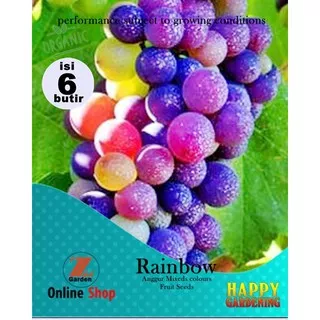 6butir bibit biji benih tanaman  buah anggur mix anggur rainbow pelangi
