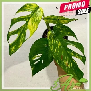 TANAMAN HIAS EPIPREMNUM PINNATUM VARIEGATA YELOW/MONSTERA EPIPEMRUM KUJANG F1 VARIGATA KUNING