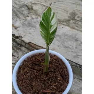 pisang varigata/variegata