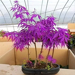 1 purple Japanese maple seeds rare indoor bonsai tree seeds Home and Garden purple Japanese maple