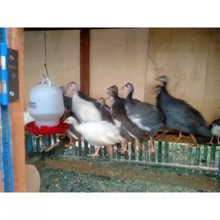 AYAM MUTIARA sepasang usia 2bulan JUAL AYAM HIAS