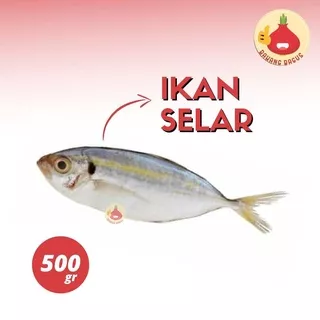 IKAN SELAR SEGAR/IKAN SELAR 500Gram