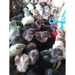 anak ayam kampung asli - doc ayam kampung - bibit ayam kampung