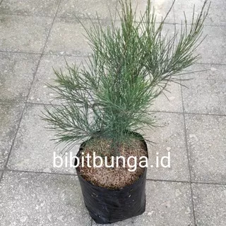 Cemara udang casuarina equisetifolia bahan bonsai / bibit tanaman hias pohon