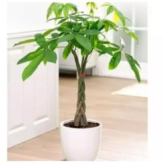 tanaman hias indoor pachira kepang 5 - moneytree - tanaman hias pachira - pohon pacira
