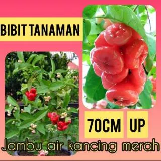 Bibit Jambu Air Kancing Merah 70 cm Up