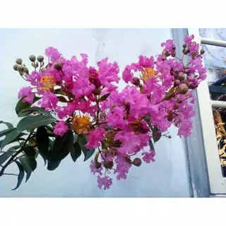 Biji/Benih/bibit Bunga Bungur indah Pink