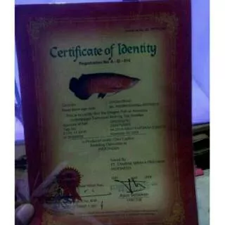 Arwana pino green sertifikat chip ikan arwana