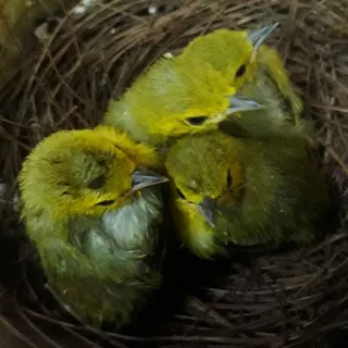 burung cipo/sirtu anak lolohan