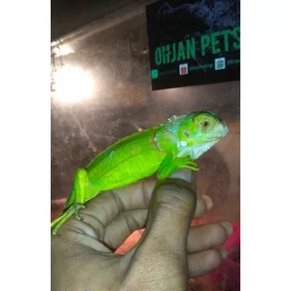 iguana green baby