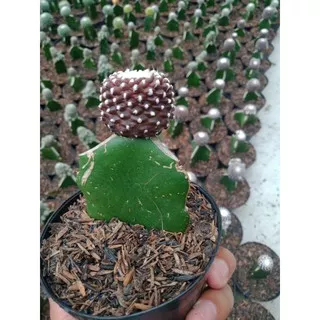 Kaktus Cantik - Kaktus unik - Kaktus grafting copiapoa