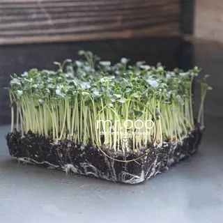 Microgreens Kale - Black Tuscan Aka Lacinato - 5 Gram (+/- 900 benih) - Repack Benih USA